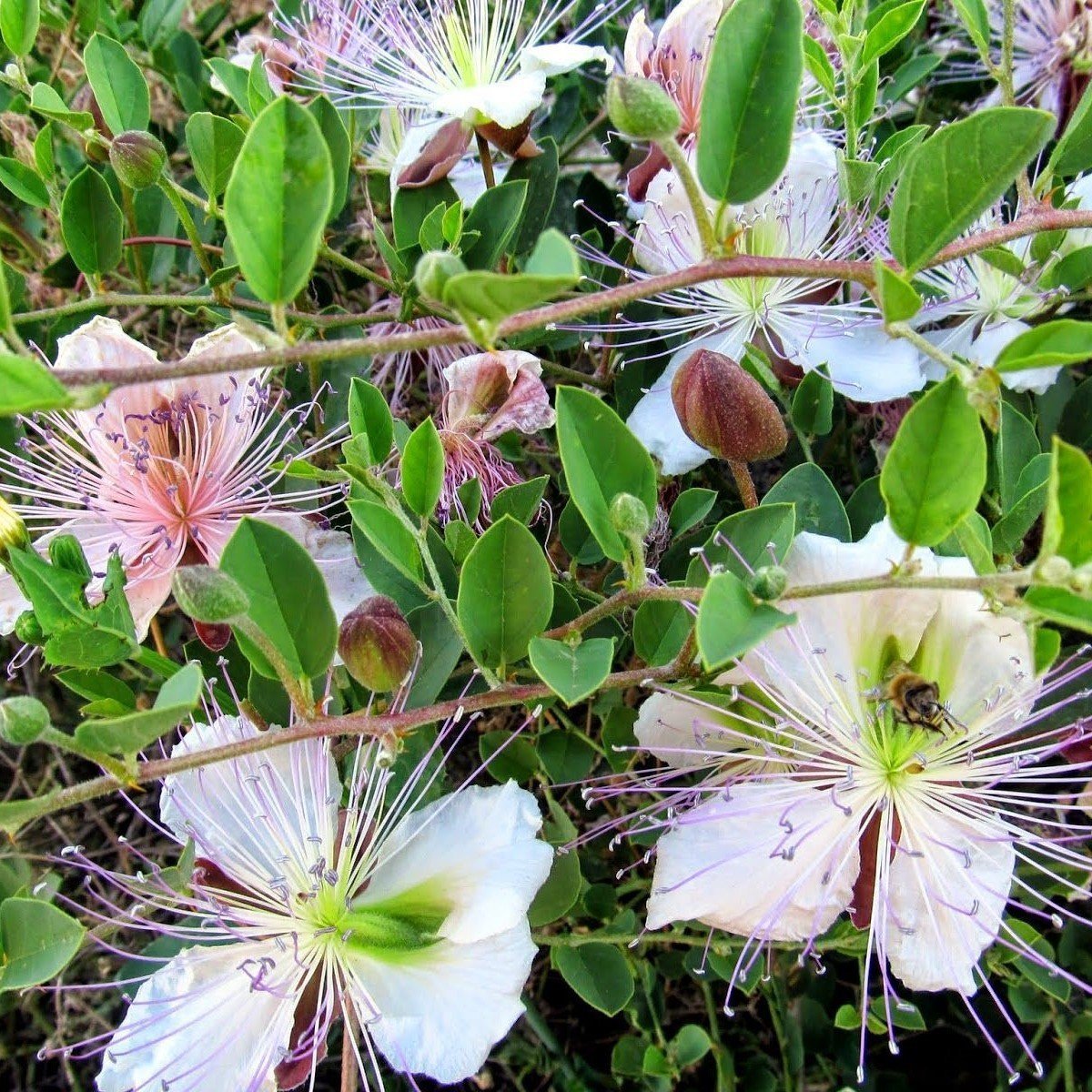 Tüplü Kapari Fidanı(Kedi Tırnağı,Devedikeni)