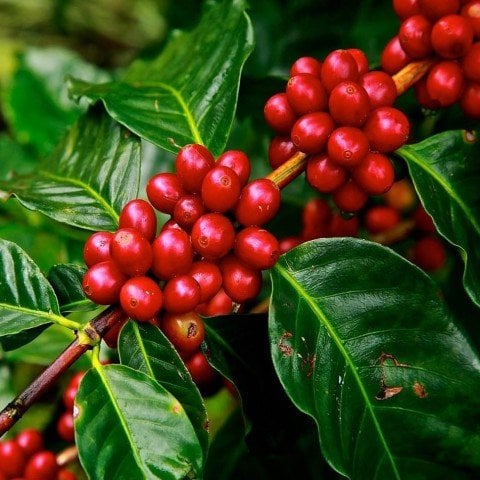 Tüplü Coffea Arabica Kahve Fidanı (Extra Bol Yavrulu)