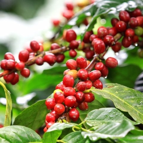 Tüplü Coffea Arabica Kahve Fidanı (Extra Bol Yavrulu)
