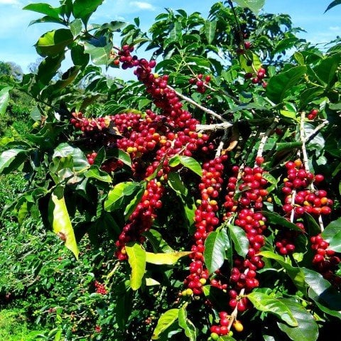 Tüplü Coffea Arabica Kahve Fidanı (Extra Bol Yavrulu)