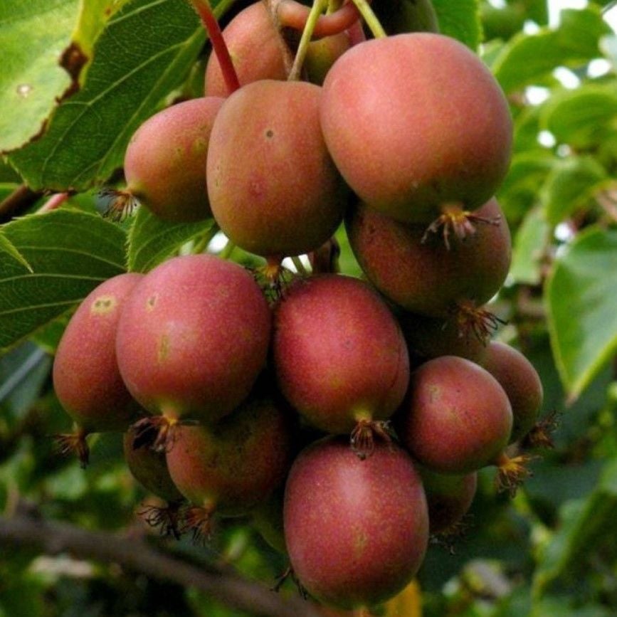 Yüksek Aromalı Soğuklara Dayanıklı Actinidia Arguta Geneva Kırmızı  Kivi Fidanı