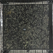 Siyah Yapışkan Tuzak Tuta Absoluta İçin (25cmx40cm) 50 Adet