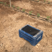 Siyah Yapışkan Tuzak Tuta Absoluta İçin (25cmx40cm) 50 Adet