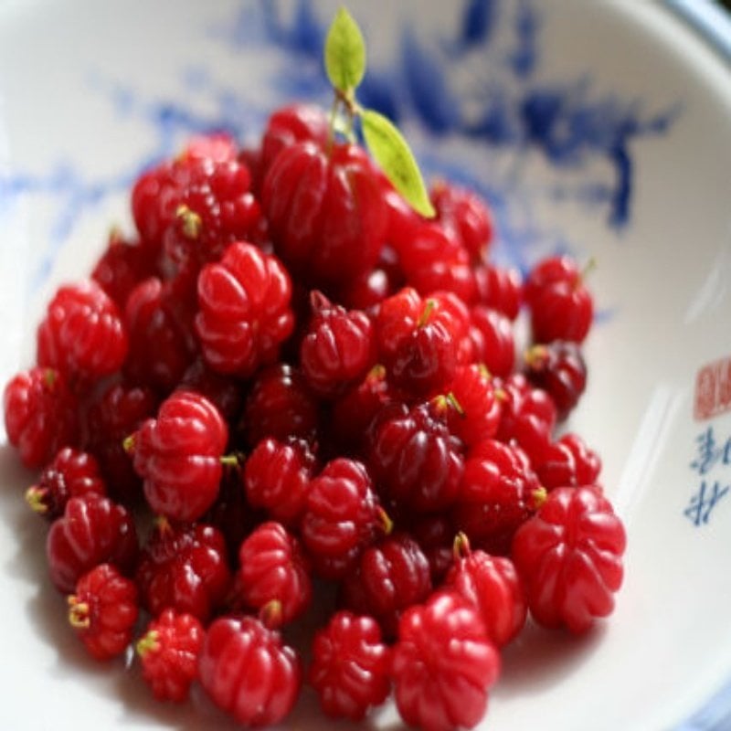 Surinam Cherry Fidanı