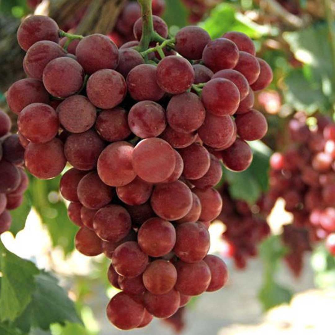 Açık Kök Kırmızı Flame Seedless Çekirdeksiz Üzüm(Asma-Bağ) Fidanı