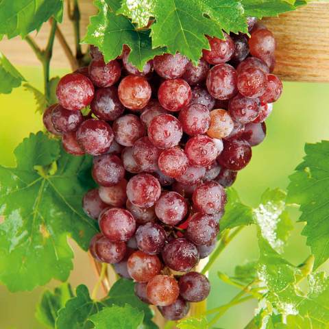 Açık Kök Kırmızı Flame Seedless Çekirdeksiz Üzüm(Asma-Bağ) Fidanı