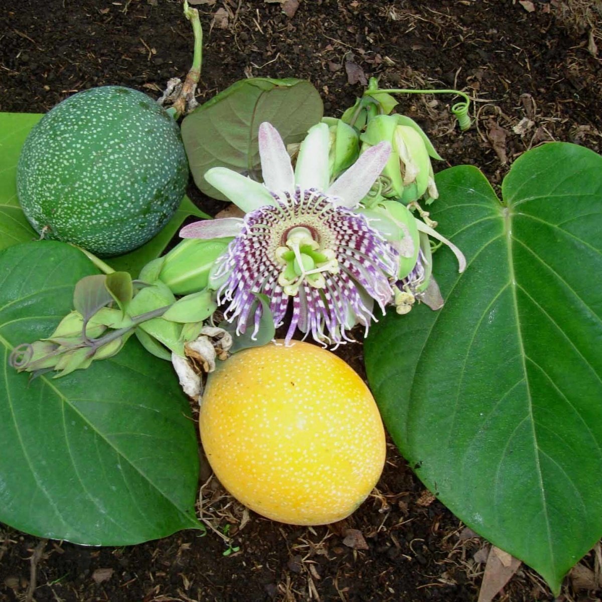 Tüplü Dona Dayanıklı Passiflora Ligularis (Sweet Granidalla) Fidanı