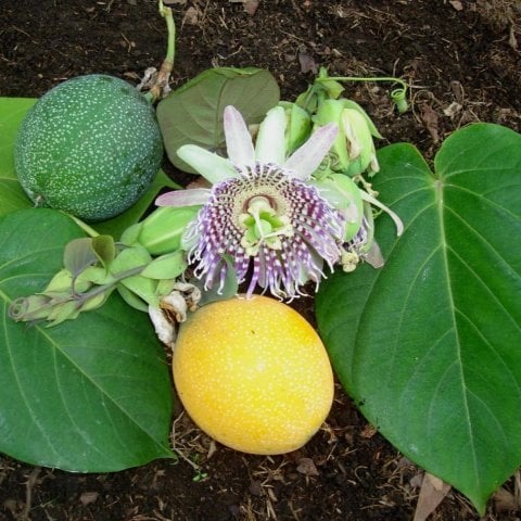 Tüplü Dona Dayanıklı Passiflora Ligularis (Sweet Granidalla) Fidanı