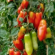 Doğal San Marzano Nano Domates Tohumu(20 adet)