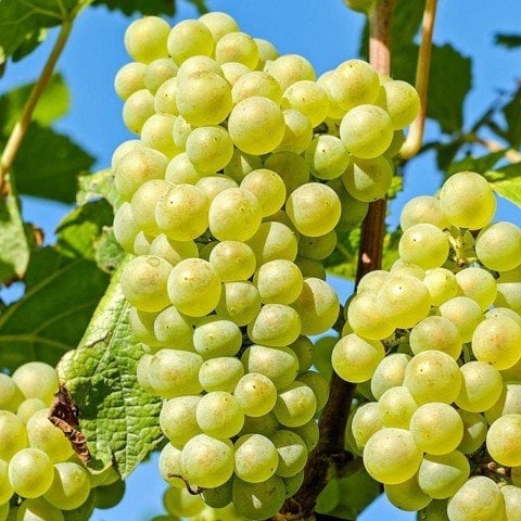 Açık Kök Hasandede Üzüm(Asma-Bağ) Fidanı