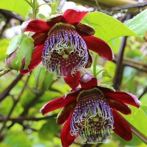 Tüplü Passiflora quadrangularis (Dev Granadilla) Fidanı