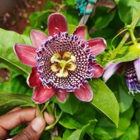 Tüplü Passiflora quadrangularis (Dev Granadilla) Fidanı