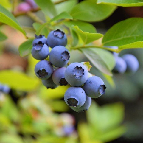 Tüplü Yaban Mersini(Likapa,blueberry,maviyemiş) Darrow Fidanı