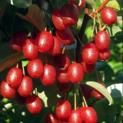Doğal Goumı Ağacı Tohumu (5 tohum)