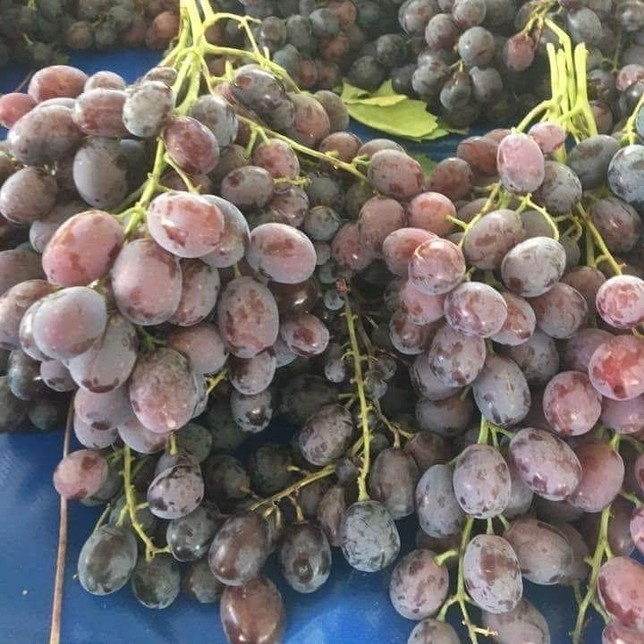 Açık Kök Hönüsü Üzüm(Asma-Bağ) Fidanı