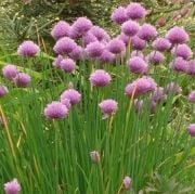 Doğal Chives Soğan Otu  Tohumu(200 tohum)