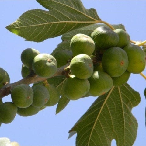 Tüplü Erkek İlek Hamza İncir Fidanı