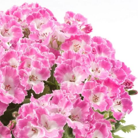 Melva Pink Sardunya Canan Fidesi (2 adet)