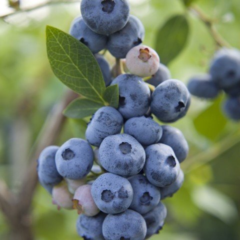 Tüplü Yaban Mersini(Likapa,blueberry,maviyemiş) Chandler Fidanı