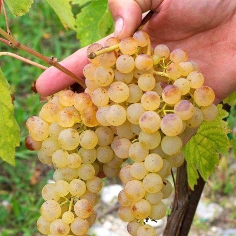 Açık Kök Karagevrek Üzüm(Asma-Bağ) Fidanı