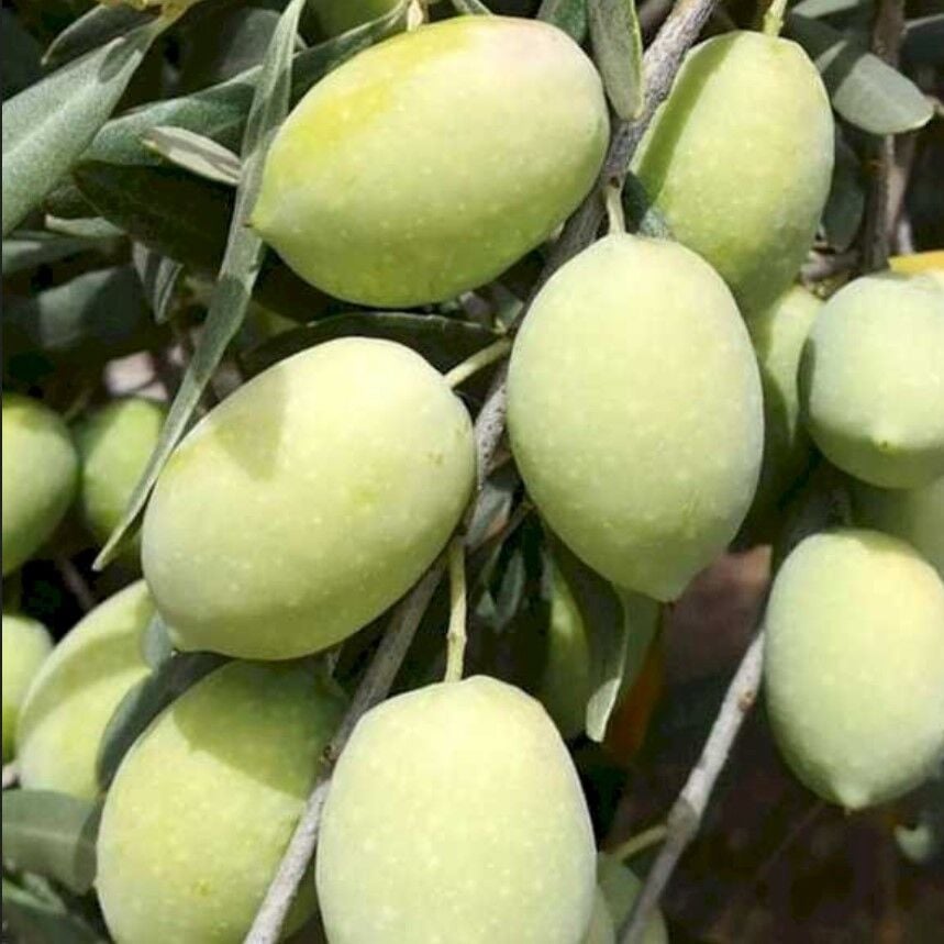 Seneye Meyve Verecek Durumda Kendine Verimli İri Meyveli Kırmalık Doldurmalık Domat Zeytin Fidanı