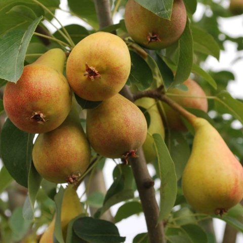 Tüplü Erkenci Yarıbodur June Beauty Armut Fidanı