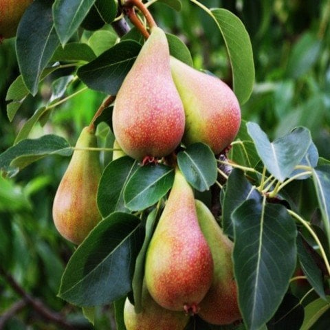 Tüplü Erkenci Yarıbodur June Beauty Armut Fidanı