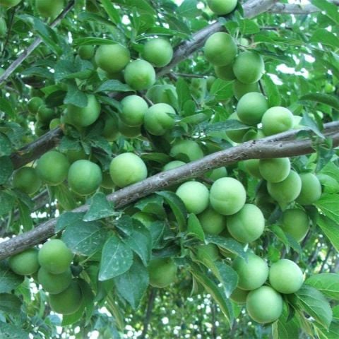 Tüplü Yarı Bodur Bodur Beyaz Papaz Erik Fidanı