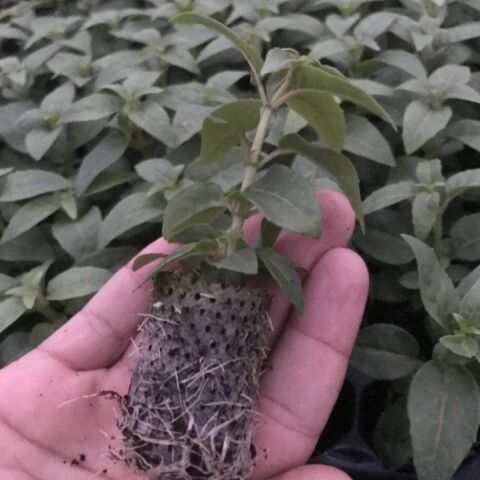 İri Çiçekli Sarkıcı  Fuchusia Blacky Siyah Küpe Çiçeği Fidesi (10 adet)