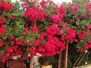 Kokulu Kırmızı Cherry Belle Sarmaşık Gül Tohumu(10 tohum)