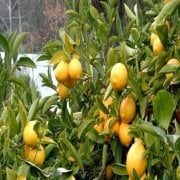 Tüplü Bodur Formda  Yediveren Limon Fidanı Ev İçin İdeal