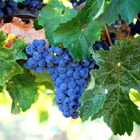 Açık Kök Merlot Üzüm(Asma-Bağ) Fidanı