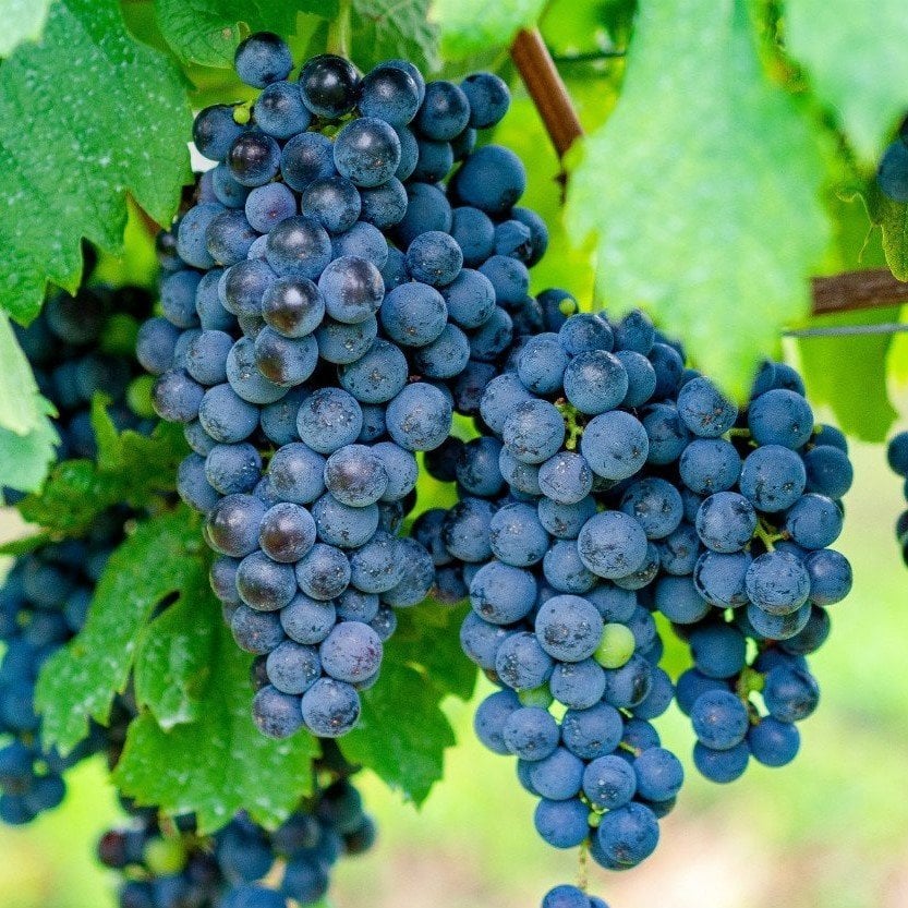 Açık Kök Merlot Üzüm(Asma-Bağ) Fidanı