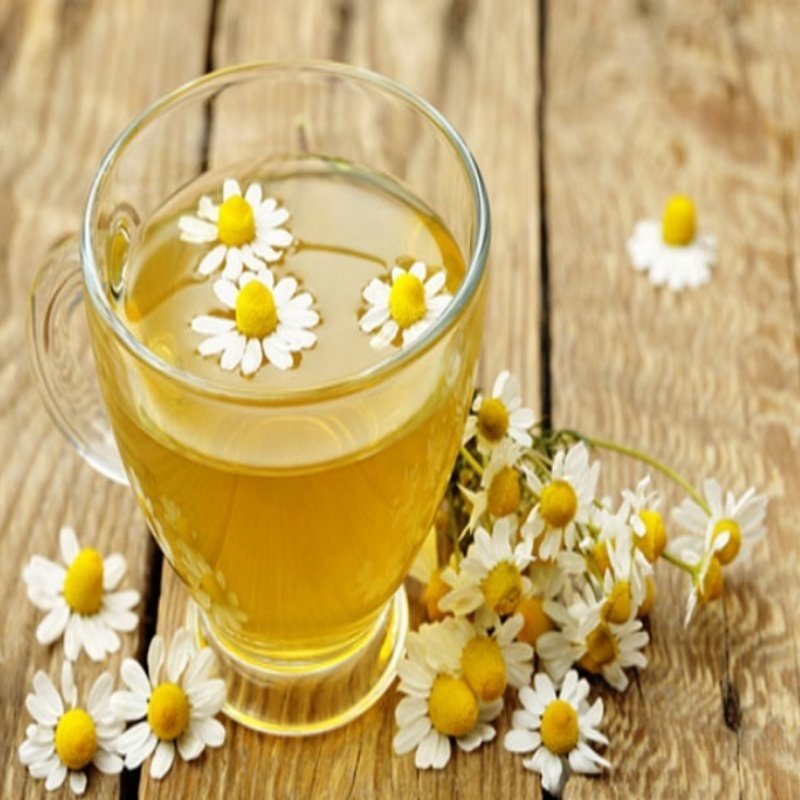 Tıbbı Aromatik Papatya Çiçeği Fidesi (5 adet)