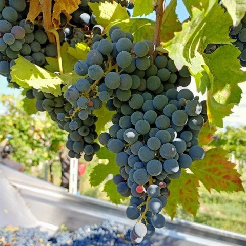 Açık Kök Montepulciano Üzüm(Asma-Bağ) Fidanı