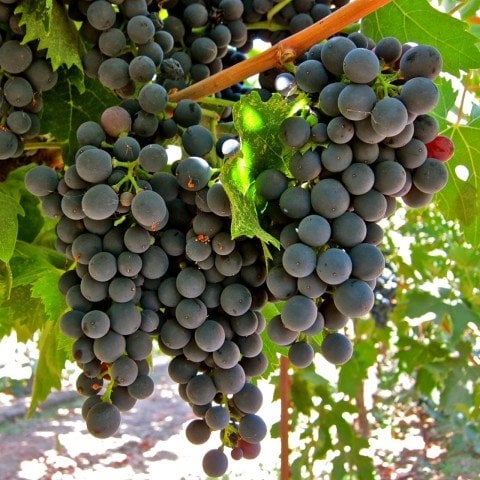 Açık Kök Montepulciano Üzüm(Asma-Bağ) Fidanı