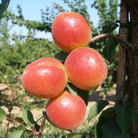 Tüplü Zaiges Scarlet Moon Kayısı Fidanı (5-6 Yaş 200-300 cm)
