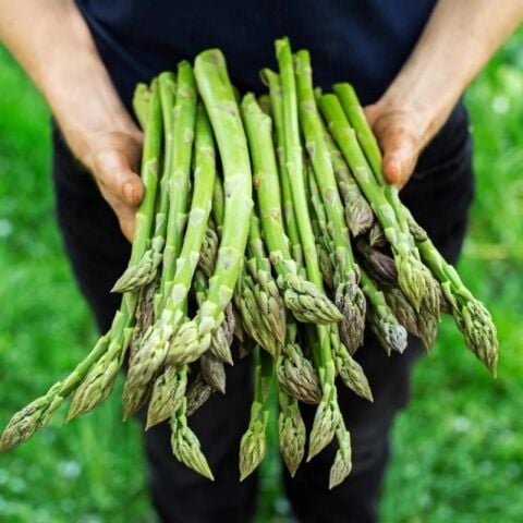 Geleneksel Tohumlar Doğal Kuşkonmaz  Fidesi (5 adet)