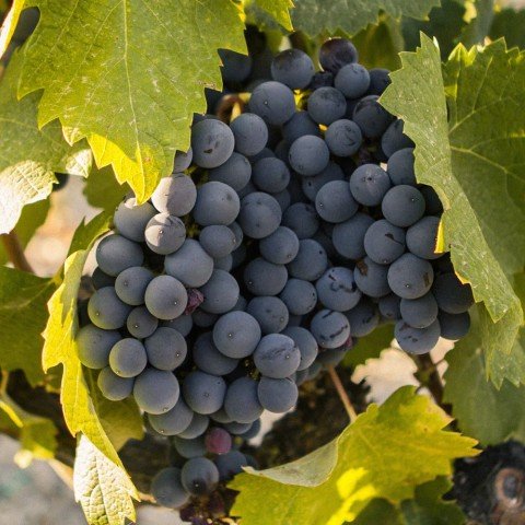 Açık Kök Mourvedre Üzüm(Asma-Bağ) Fidanı
