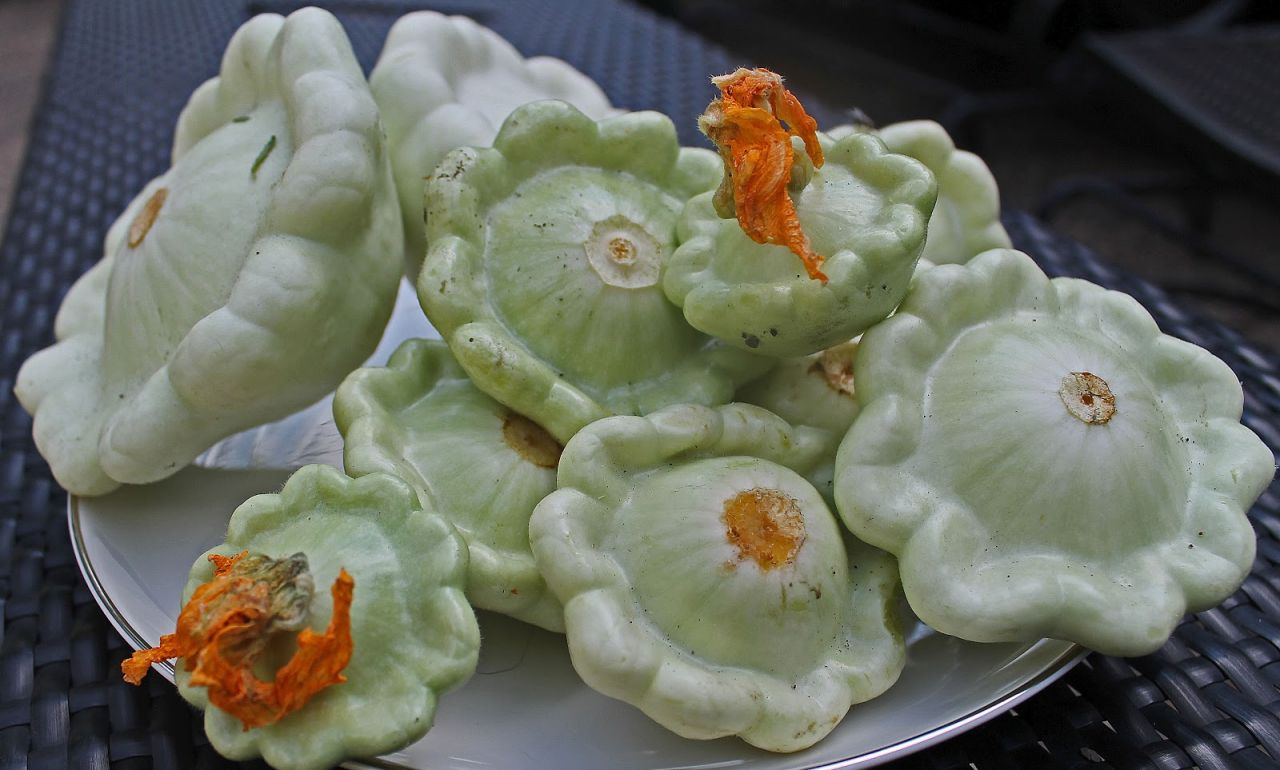 Doğal Bennings Green Tint Scallop Yeşil Yaz Kabağı Tohumu(5 tohum)