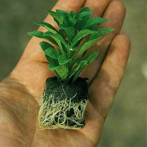 Grandeur Odorata Cola KokuluSardunya Canan Çiçeği Fidesi (2 adet)