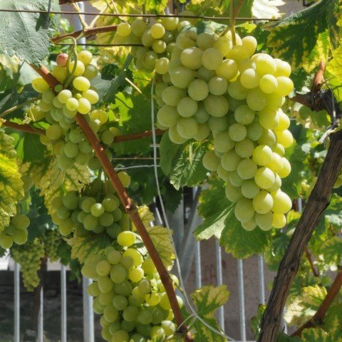 Açık Kök Muscar R.Vignes Üzüm (Asma-Bağ) Fidanı