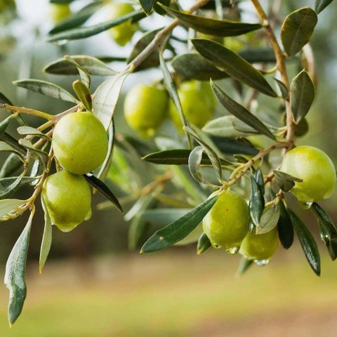 Tüplü Kırmalık Çizmelik Çekişte Zeytin Fidanı