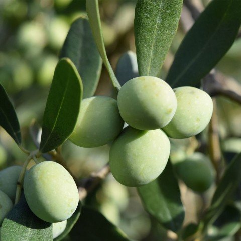 Tüplü Kırmalık Çizmelik Çekişte Zeytin Fidanı