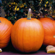 Doğal Jack O Lantern Balkabağı Tohumu(5 tohum)