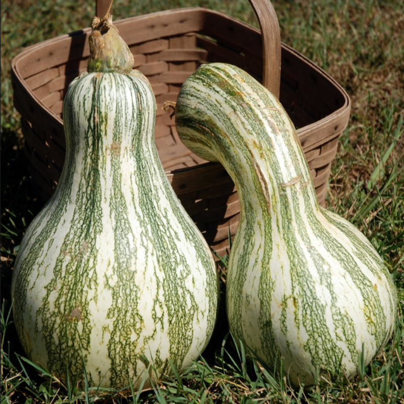 Doğal Yeşil Cushaw Green Striped Balkabağı Tohumu (5 tohum)