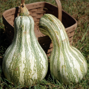 Doğal Yeşil Cushaw Green Striped Balkabağı Tohumu (5 tohum)