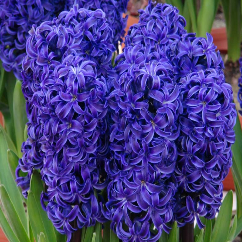 Aida Kokulu Koyu Mavi Sümbül Soğanı 50 Adet