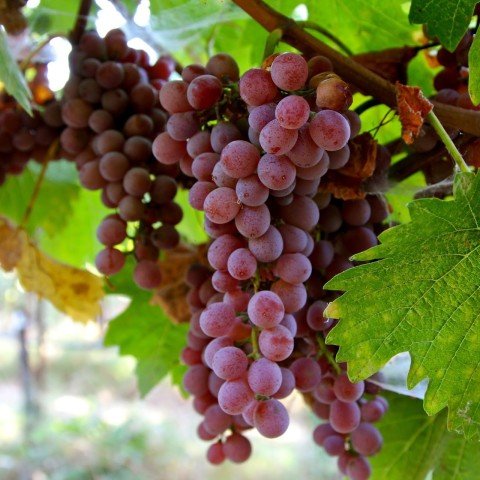 Açık Kök Ruby Seedless Çekirdeksiz Üzüm(Asma-Bağ) Fidanı