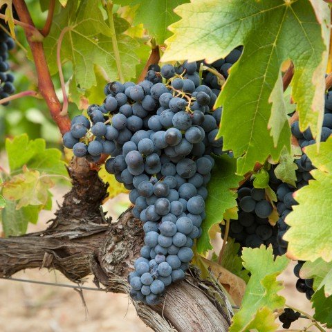 Açık Kök Sangıovese Üzüm Fidanı